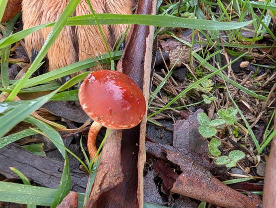 A redcap mushroom, possibly Leratiomyces ceres