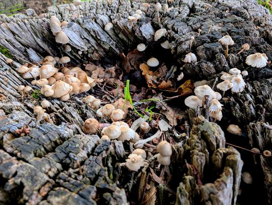 A tree trunk section covered in a cluster of white mushrooms