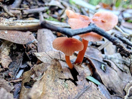 A small mushroom (laccaria?) under a slightly bigger one