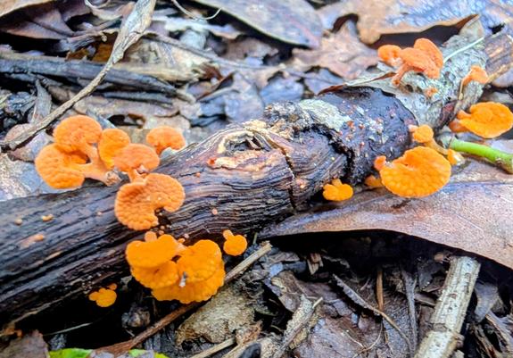 Bright orange cluster of favolaschia growing on a broken wet branch - these are not native to this region of the world, delightful all the same