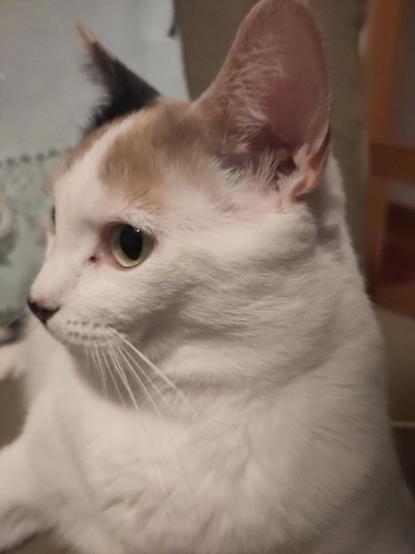 Lainey's head from the side, looking regal