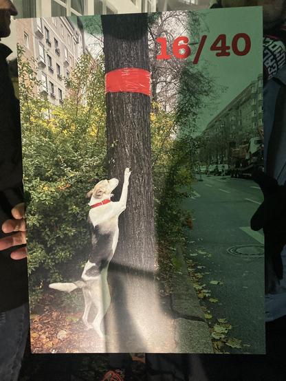 Plakat mit einem Photo von einem der 40 Bäume, die in der Torstraße gefällt werden sollen. Ein Lindenstamm mit einem roten Band markiert. In der unteren Bildhälfte ist ein Hund, der sich am Baumstamm kratzt. Rechts oben steht in rot 16/40. Am linken und rechten Rand sieht man Hände, die das Plakat halten.