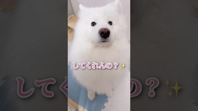 【ポッキーゲーム…】キッチン横のかわい子ちゃんが現れた！ #サモエド #samoyed #癒し