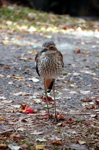 photo shows a bush-stone curlew, a long-legged bird with brown and white feathers and fairly large eyes. The bird is looking towards the camera.