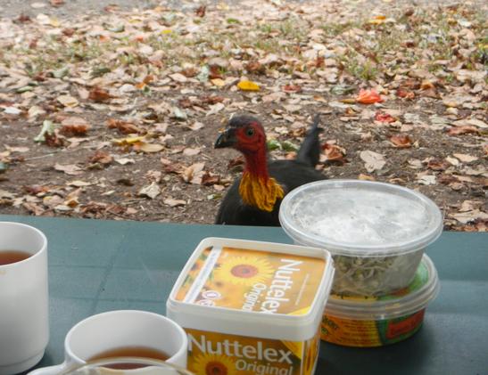 photograph shows a brushturkey, peeking over the edge of a picknick table, that has teacups, a pot of margarine and other food stuff on it. 
The bird is roughly the size and shape of a turkey, has black feathers and a bright red neck. Around the lower end of its neck is a bright yellow sack of skin. The bird looks absolutely fascinated by the food right in front of it.