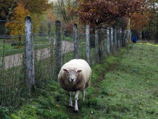 Un mouton le long d'une clôture au bord d'un chemin bétonné dans une pâture encore verte alors que les arbres alentours arborent déjà des couleurs automnales.

A sheep along a fence at the edge of a concrete path in a pasture that is still green while the surrounding trees already display autumnal colors.