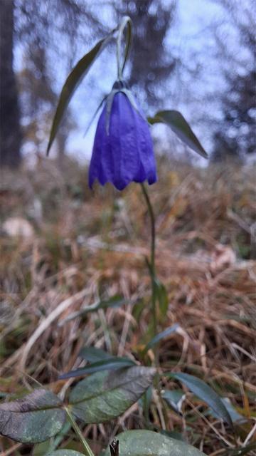 A Scheuchzer’s bellflower (Campanula scheuchzeri, German: Scheuchzers Glockenblume) stands in a grassy alpine meadow, its deep violet, nodding bell-shaped blossom hanging from a slender stem. At the base of the plant grow the characteristic paired, oval leaflets of Vicia sepium (German: Zaun-Wicke), a vetch species with pinnate leaves. The background shows softly blurred dry autumn grass and faint silhouettes of dead spruce trees, creating a calm, muted atmosphere.