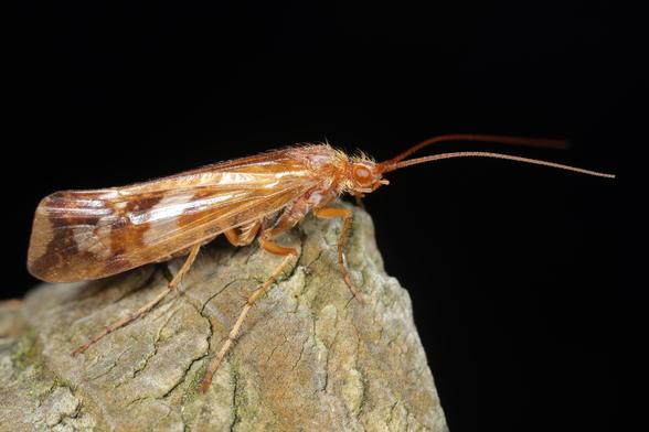 Dieses Bild zeigt eine Köcherfliege (Limnephilus lunatus), die auf einem verwitterten Stück Holz vor schwarzem Hintergrund sitzt. Das Insekt weist eine charakteristische orangebraune Färbung mit auffälligen weißen Markierungen auf den zeltartig gefalteten Flügeln auf. Die langen, fadenförmigen Antennen ragen deutlich nach vorne, und die zarten, segmentierten Beine sind klar erkennbar. Der behaarte Körper und die Flügel der Köcherfliege fangen das Licht ein und heben die feine Flügeladerung hervor, die typisch für diese aquatische Insektenart aus der Familie der Limnephilidae ist.