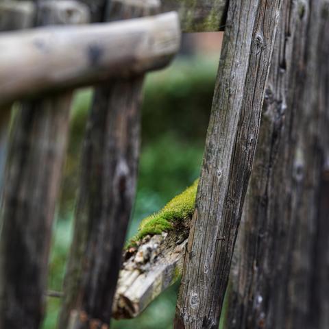 Blick durch eine Lücke eines zerfallenden Zaunes
Holzlatten und Moos auf einem bröselendem Riegel