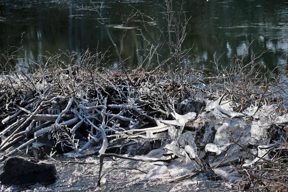 A beaver dam built of many compacted small sticks. It crosses a fast flowing river. There are a lot of icicles frozen around the sticks, built up through water spraying while tumbling down the rapids.