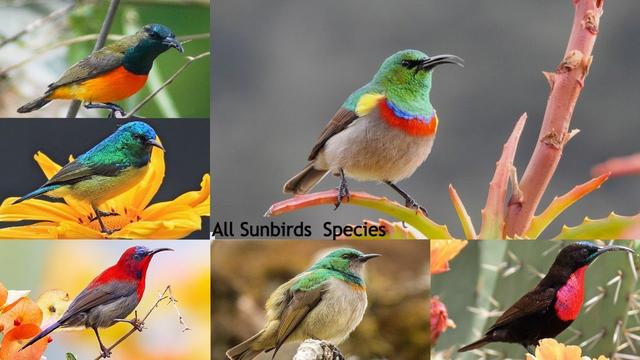 different types of sunbirds