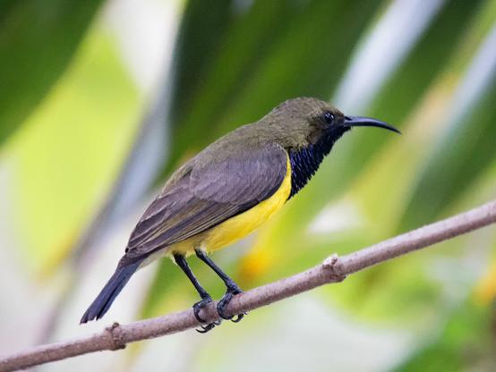 Olive-backed Sunbird