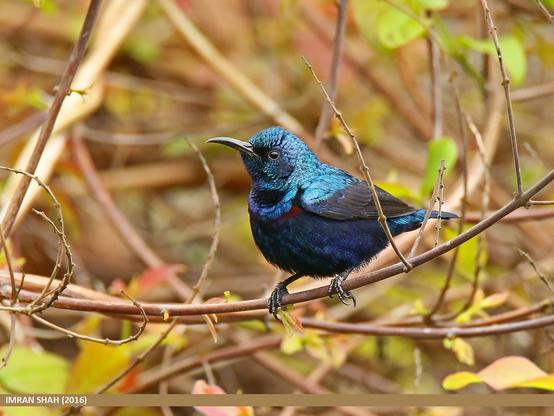 Purple Sunbird