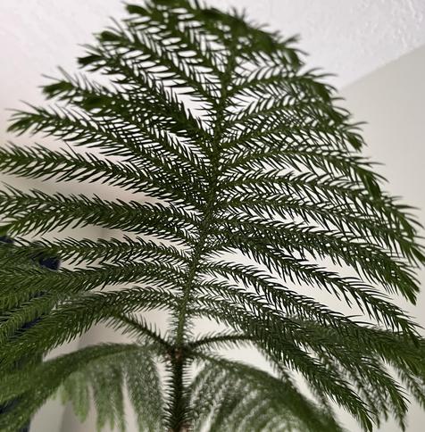 The spiky fronds of a Norfolk pine, up close.