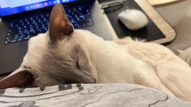 Sleeping Nightshade. A cream-coloured Siamese  cat with lilac points sleeps peacefully with his head resting on my chest. I’m wearing a grey t-shirt with a black line-art motif impossible to make out. In the background, there is an open MacBook with an illuminated keyboard and screen, and next to it, a white Logitech M3 Anywhere mouse with a bit of tape stuck to it sits on a black mouse pad area of a light wooden lap desk. Nightshade looks very cozy and relaxed, *I’m* in an ergonomic nightmare.