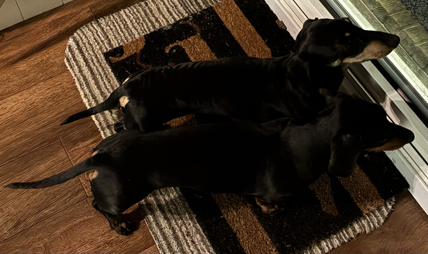 Miniature Dachshunds Max and Milo by the back door