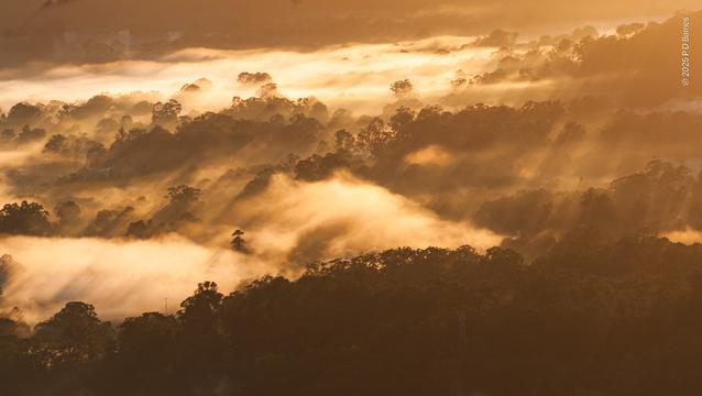 Intense, golden, almost horizontal early-morning light streams across treed, mist-covered ridges and valleys seen from high above.