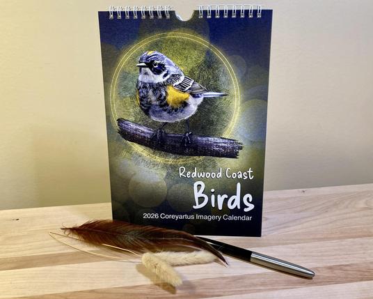 Photograph of an illustrated bird calendar’s cover image, featuring a Yellow-Rumped Warbler. Feathers and cattails and a fountain pen are posed with it on a wooden plank in front of a yellow wall. Text says, “Redwood Coast Birds, 2026 Coreyartus Imagery Calendar."
