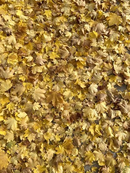 Top down view of the ground, every inch carpeted with golden yellow maple leaves.