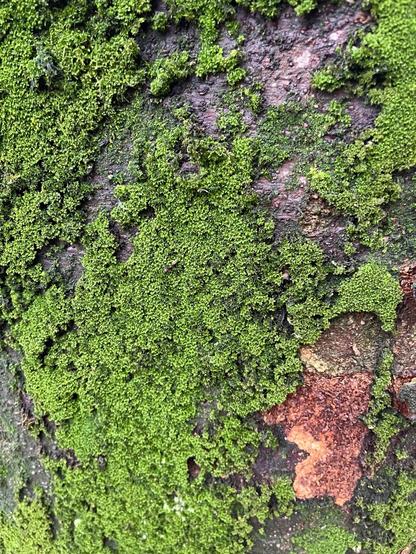 a close photo off a moss covered treeβthe moss looks thick and soft and vividly alive while the small patches of bark peeking through are a smoother red-brown