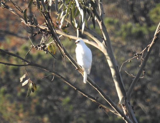 A Grey goshawk, white morph, which is a very visible all-white bird, in among the branches of a eucalyptus tree, looking around for a potential food source