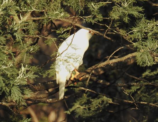 A Grey goshawk, previously in a eucalyptus, has now moved to a wattle tree. As the bird has all-white feathers, it’s easily seen against the background of green leaves and brown branches