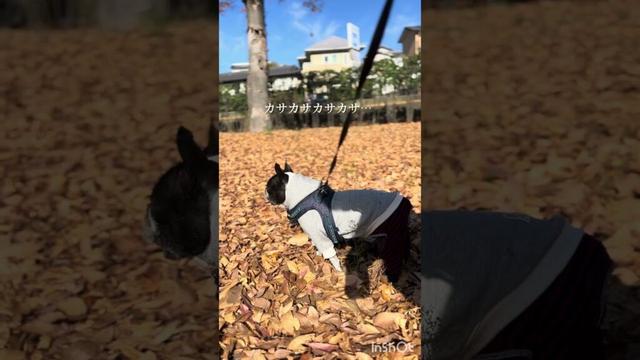 先日のきいろ部長/秋/信州/ボストンテリア