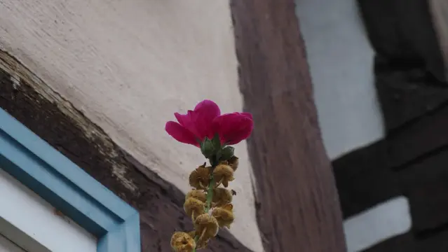 Rosa Stockrosenblüte vor einer Fachwerkwand