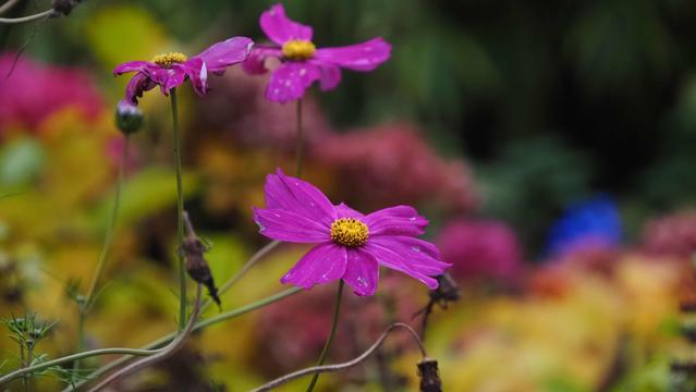 Rosa Schmuckkörbchenblüte