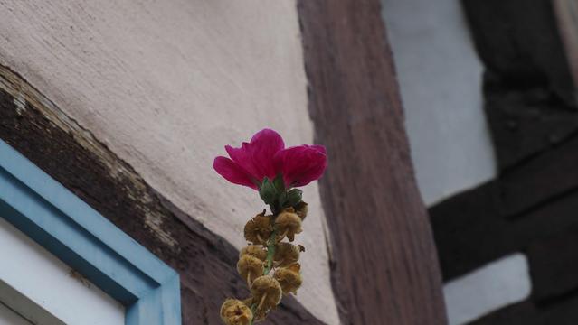 Rosa Stockrosenblüte vor einer Fachwerkwand