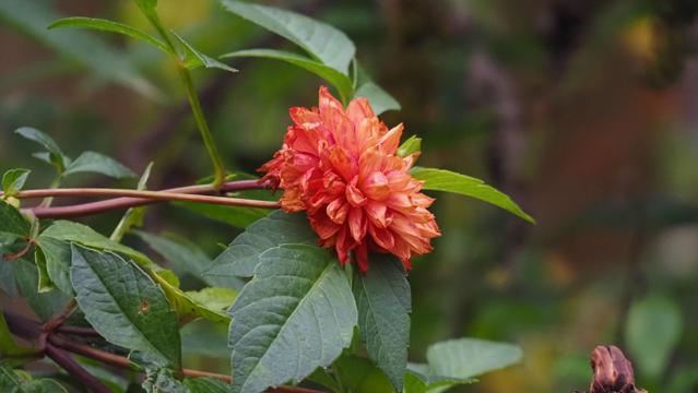 Orange Dahlienblüte
