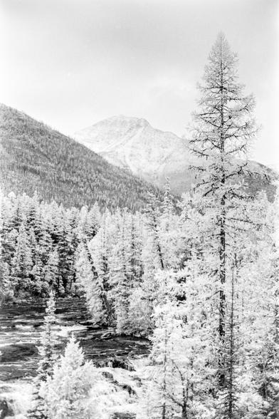 A black and white photo shot on infrared film so the organic vegeation like trees looks bright white. There are many trees with a prominent pine in the front right foreground that are growing alongside a rushing creek with some rapids with white crests, the the distance there are layers of mountains with some tree coverage and rocky snow dusted peaks.