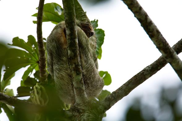 Sloth sleeping on the tree