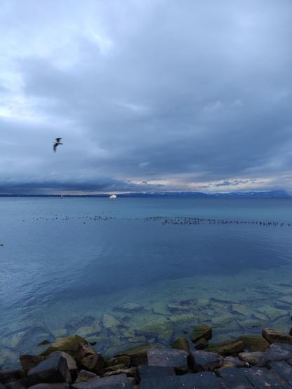 Blick von Romanshorn Hafen Richtung Osten über den Bodensee, geschlossene, dramatische Wolkendecke, ruhiges türkisfarbenes Wasser, klein die Leuchtturmdalbe links, in der Bildmitte kommt ein weisses Passagierschiff, auf dem Wasser ein Streifen mit Enten von der einen bis zur anderen Seite des Bildes, im Vordergrund gelbgrüne Steinblöcke der Uferbefestigung im klaren blau-grünen Wasser