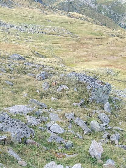 A marmot (middle of the picture) welcomes us on our way.