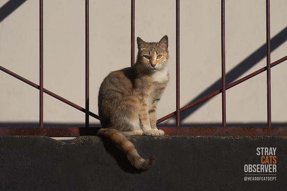A calico cat sits on the concrete base of a metal fence in the bright sun