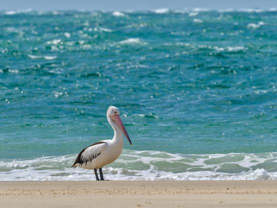 A pelican, standing on a sandy beach, with the ocean framed immediately behind it