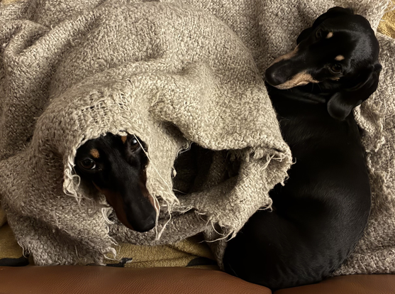 Miniature Dachshunds Max and Milo on their bed. Milo is poking his nose out from under the grey wool blanket he’s buried himself under.
