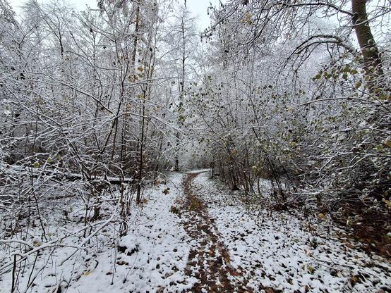 This is a snowy forest path, likely photographed after the first snowfall of the season, typically in late autumn or early winter.
Details of the scene:
Seasonal transition: The image depicts a transition from autumn to winter, evident in the leaves still lying on the ground, covered with a thin layer of snow. The trees are mostly bare, which is typical for this time of year in Germany.
Vegetation: The vegetation consists mainly of deciduous trees and some shrubs, whose branches are also lightly covered with snow.
Path: A narrow, unpaved path winds through the forest, showing traces of previous foot traffic in the wet leaves and snow.
Atmosphere: The scene conveys a calm, cool, and wintry atmosphere, typical of many regions in Germany, particularly in the low mountain ranges such as the Harz, Black Forest, or Sauerland.