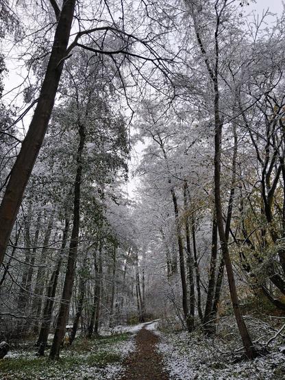 The image shows a forest path covered in fresh snow, typical of an early winter snowfall in late autumn or early winter. A visual search did not yield an exact geographical match, but similar images show forests in Germany (e.g., Saarbrücken, Soest district, Spessart) and Belgium (Kettenis), among other locations.

Details of the scene:

Seasonal transition: The image captures the moment when the first snow falls on the still partially green or yellow leaves, creating a mix of autumn and winter landscapes.

Snow cover: A thin but substantial layer of snow covers the forest floor and the branches of the trees.

Atmosphere: The scene exudes tranquility and a frosty atmosphere, typical of winter forest walks.

Such early snowfalls typically occur in Germany at the end of November or the beginning of December, but can also occur in higher elevations as early as October.