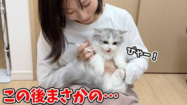 生まれて初めて爪を切られた子猫がまさかのこうなった…w