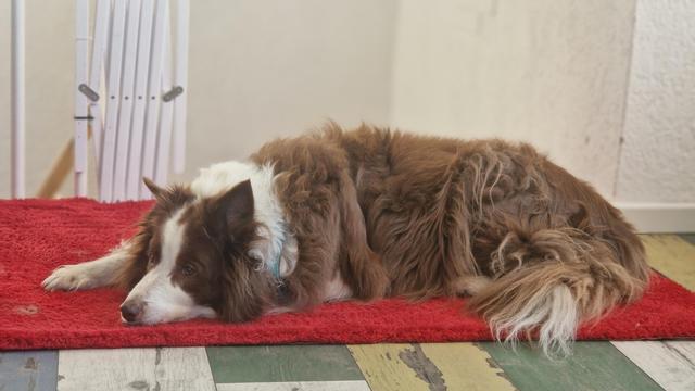 Hund liegt auf dem Boden und guckt ernst.