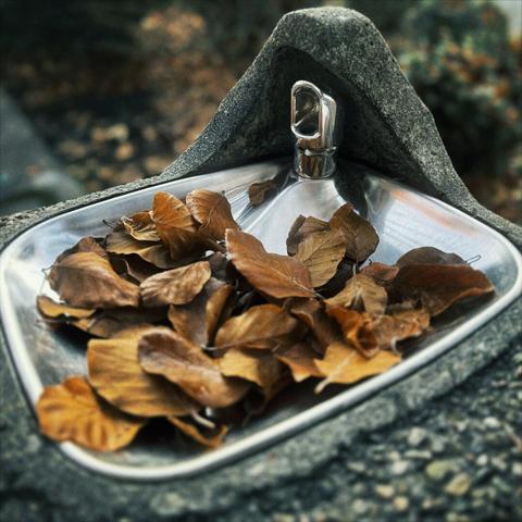 Brown leaves fill the basin of a small outdoor drinking fountain on an overcast morning.