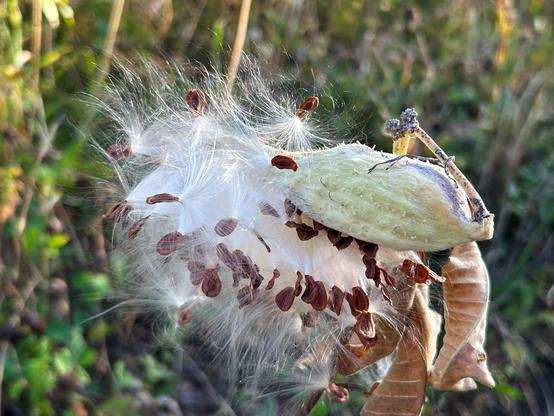 A cloud of white fluff and brown seeds bursting out of the pale green pod of a milkweed.