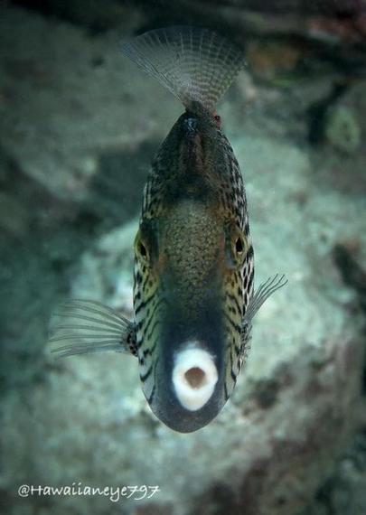 A slender fish with white lips facing the camera. It has dark irregular spots on its sides and a gray snout.