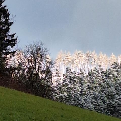 Blick über einen grünen Wiesenhang unten links auf unterschiedlich beleuchtete Baumwipfel in der Ferne mit azurblauem Himmel darüber. Markant ist die schneeweiße von der Sonne beschienene Baumreihe in der hinteren Linie. Am linken Bildrand flankiert eine hochgewachsene, dunkle Tanne das Bild.