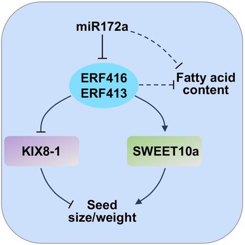 A working model of miR172a-ERF416/413 module in the regulation of soybean seed traits. miR172a most likely cleaves the ERF416 and ERF413 to promote KIX8-1 expression but inhibit SWEET10a expression for the reduction of seed size/weight.