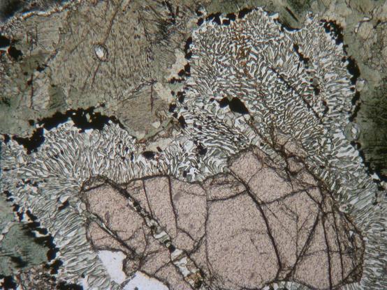 A view of a rock thin section photographed using a polarizing microscope using plane polarized light. The central lower part of the image is mostly occupied by a large pale pink, clear crystal, while the top of the image, plus the extreme left and right are mostly occupied cloudy greenish crystals. Betwenn the pink crystal and the green crystals is a zone of finely intergrown, feathery-looking mixture of green and colourless minerals, with black grains concentrated at the edge against the green material.