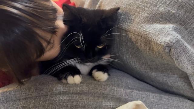 一緒に遊び、可愛がられる猫　ラガマフィン　サイベリアンA cat to play with and be loved. Ragamuffin. Siberian