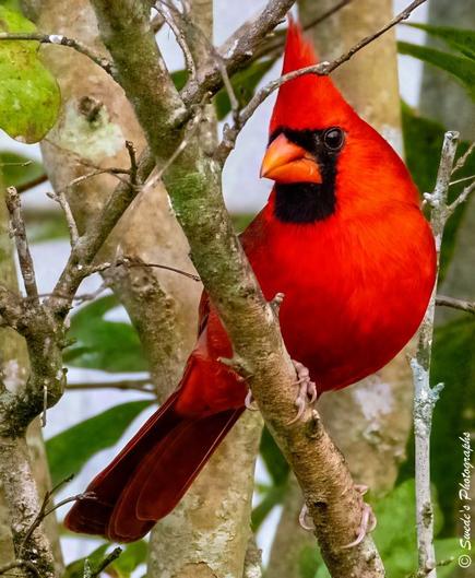 Crimson Watcher

"Perched confidently on a slender tree branch, a Northern Cardinal radiates vibrant red brilliance against a backdrop of muted greens and soft browns. Its plumage is a fiery scarlet, glowing like embers in the morning light, with each feather etched in fine detail. The bird’s crest rises like a flame atop its head, giving it a regal silhouette. Around its beak and eyes, a sharp black mask adds contrast and character, framing its gaze with intensity and mystery. The branch beneath it is textured and weathered, a quiet pedestal for this striking figure. Leaves in the background whisper in soft green tones, offering a gentle frame that lets the cardinal’s color sing. The image captures a moment of stillness and alertness — the bird poised, proud, and watchful, as if guarding a secret or preparing to announce a song." - Microsoft Copilot